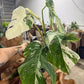 Monstera Albo 6”