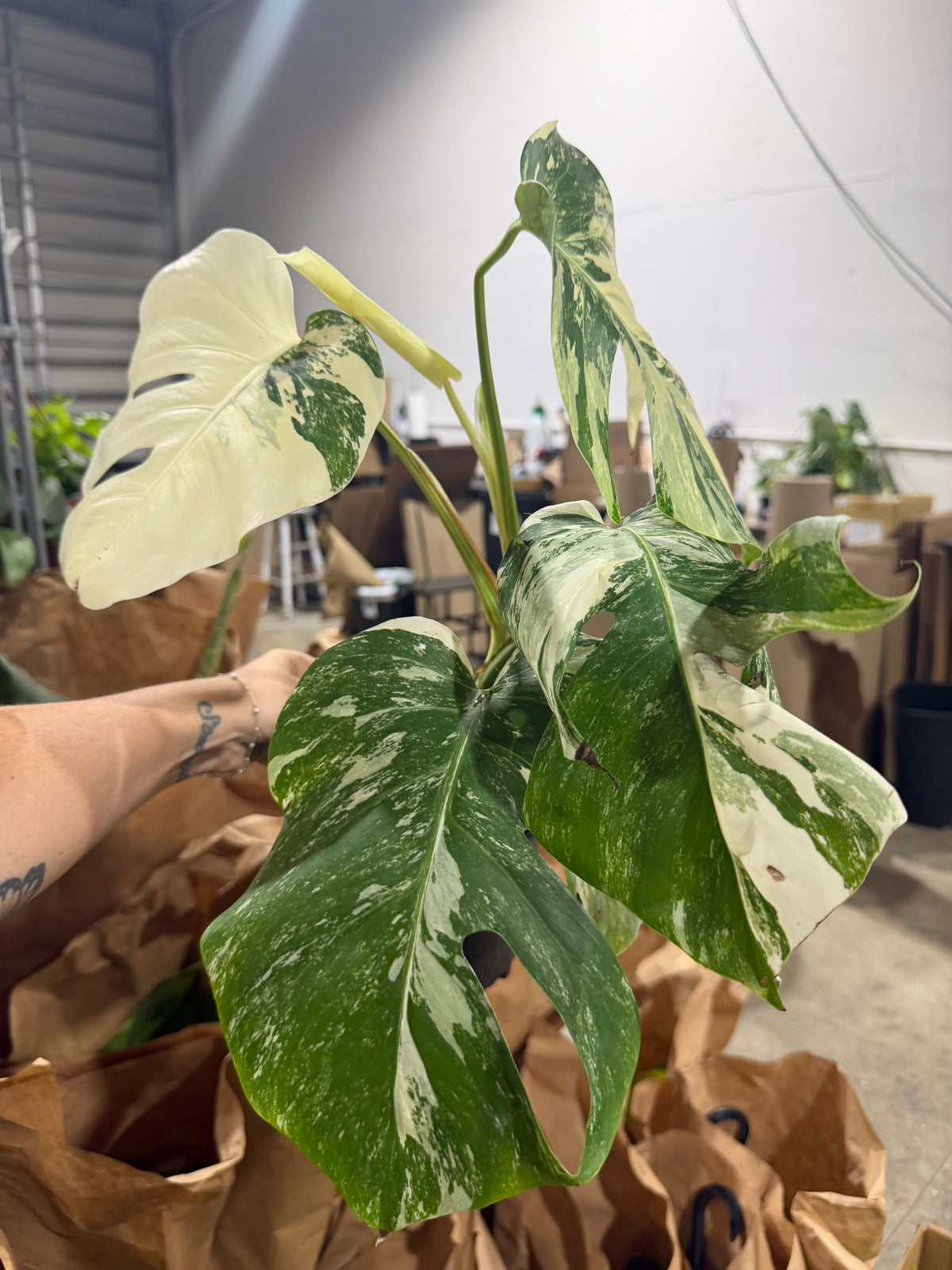 Monstera Albo 6”