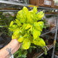 Epipremnum Neon NJoy 6”