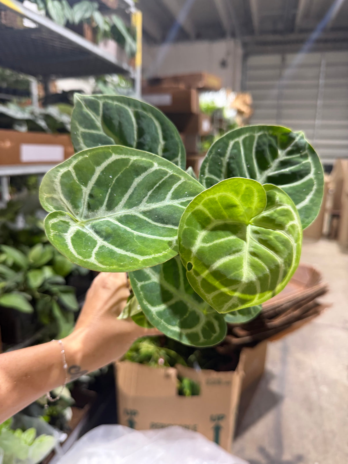 Australia Lisa 8” Hoya