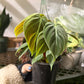 Philodendron El Choco 4”