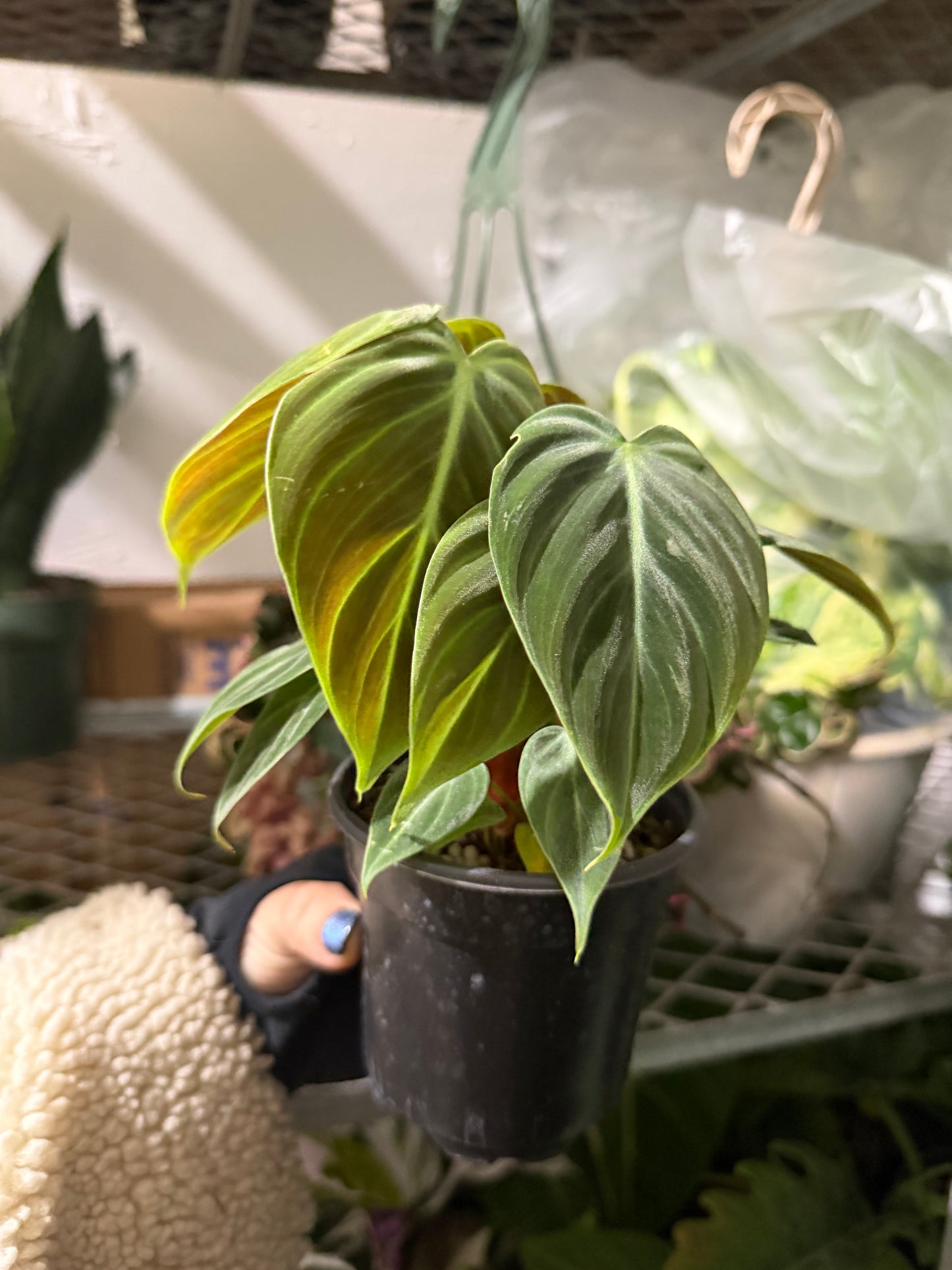 Philodendron El Choco 4”