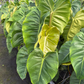 Philodendron Billie Pasta 6"