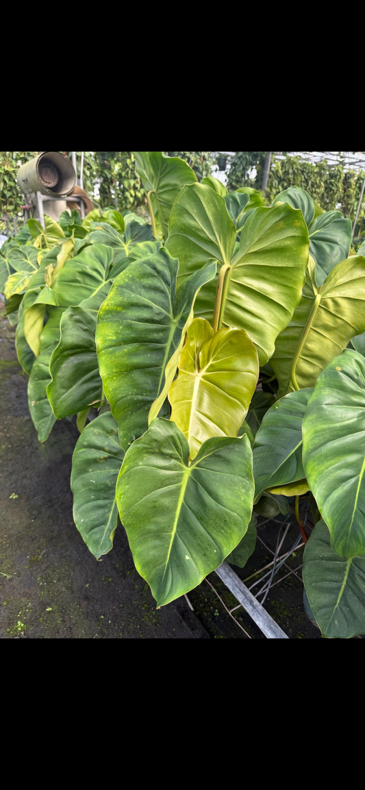 Philodendron Billie Pasta 6"
