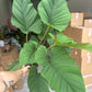 6” Red velvet Adelenema, rare plant