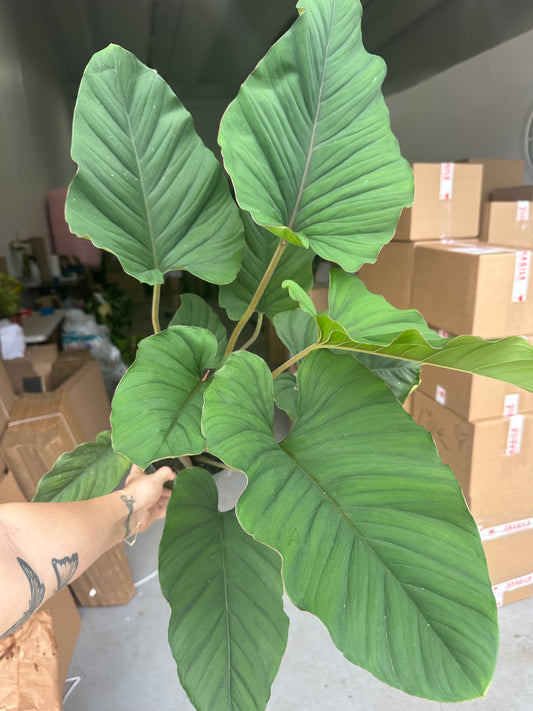 6” Red velvet Adelenema, rare plant