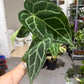 Anthurium Crystallinum 4”