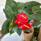 8” Anthurium Red, live plant, indoor plant