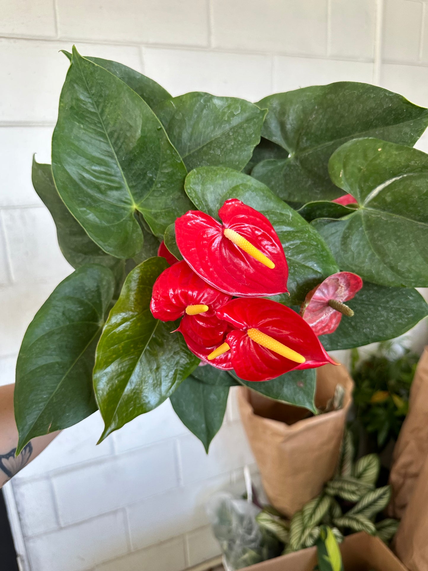 8” Anthurium Red, live plant, indoor plant