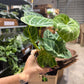 Anthurium Sliver Blush 4”