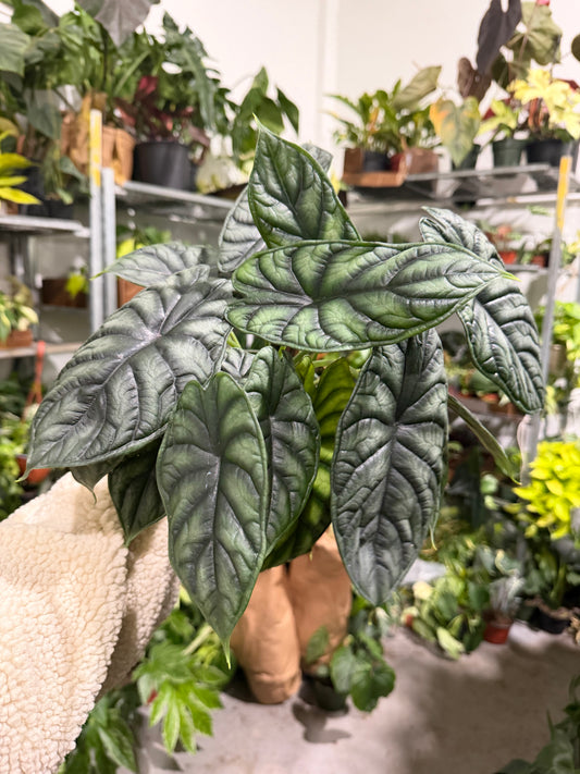 Alocasia Dragon Scale 6”