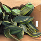 6” Variegated Whale fin