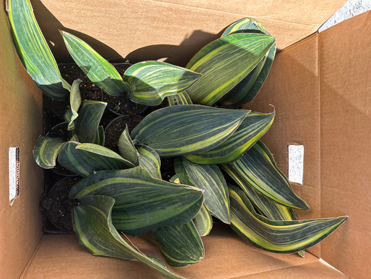 6” Variegated Whale fin