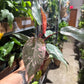 Philodendron Pink Naomi 4”