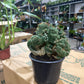 Coral Cactus 4”