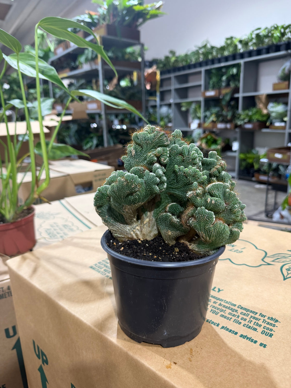 Coral Cactus 4”
