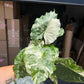 Alocasia Gagaena Albo 6”
