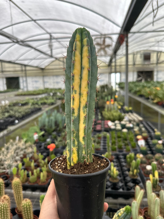 San Pedro Cactus 4”