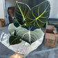 6” black velvet, live plant