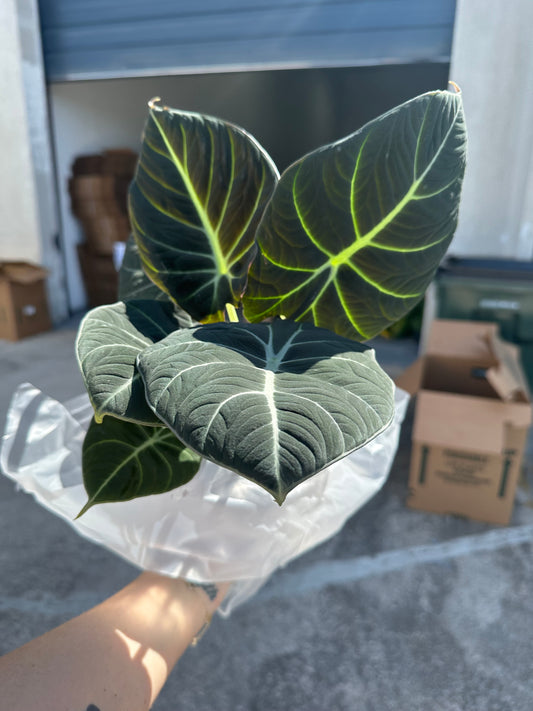 6” black velvet, live plant