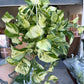 Pothos Manjula 8”