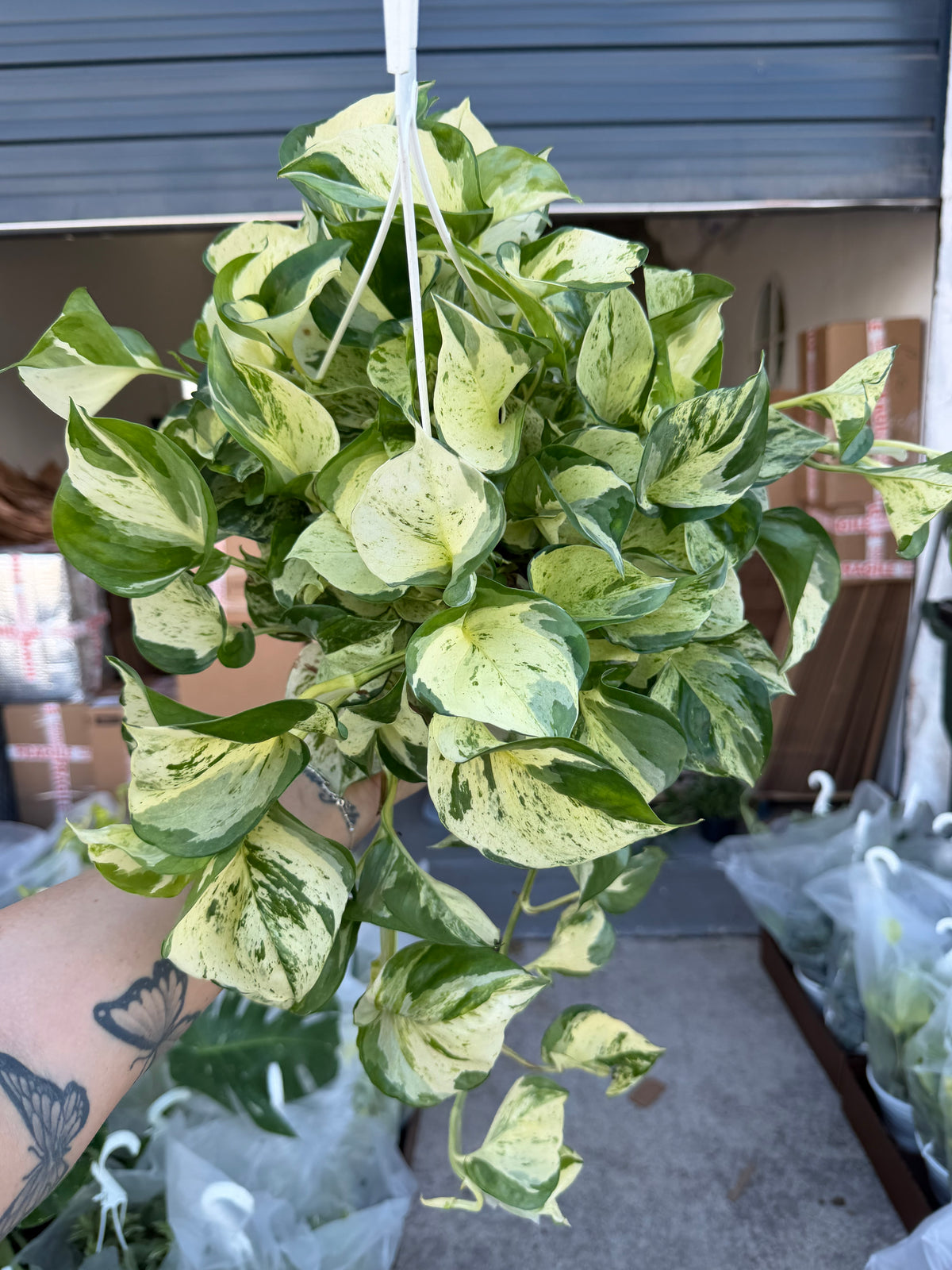 Pothos Manjula 8”