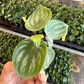 Peperomia watermelon * STARTER PLANT (Must buy 2) - PlantlyAddicted