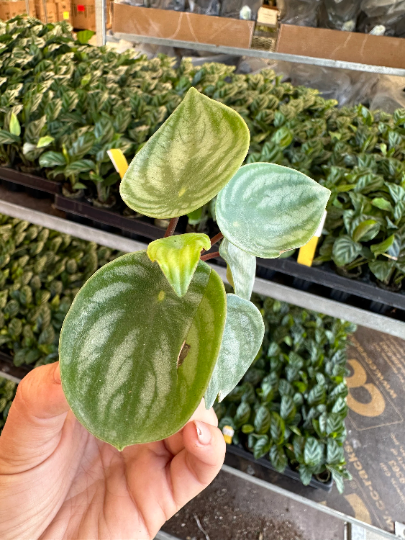 Peperomia watermelon * STARTER PLANT (Must buy 2) - PlantlyAddicted