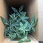 Variegated Money Tree 4”