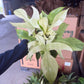 Philodendron Florida Ghost 6”