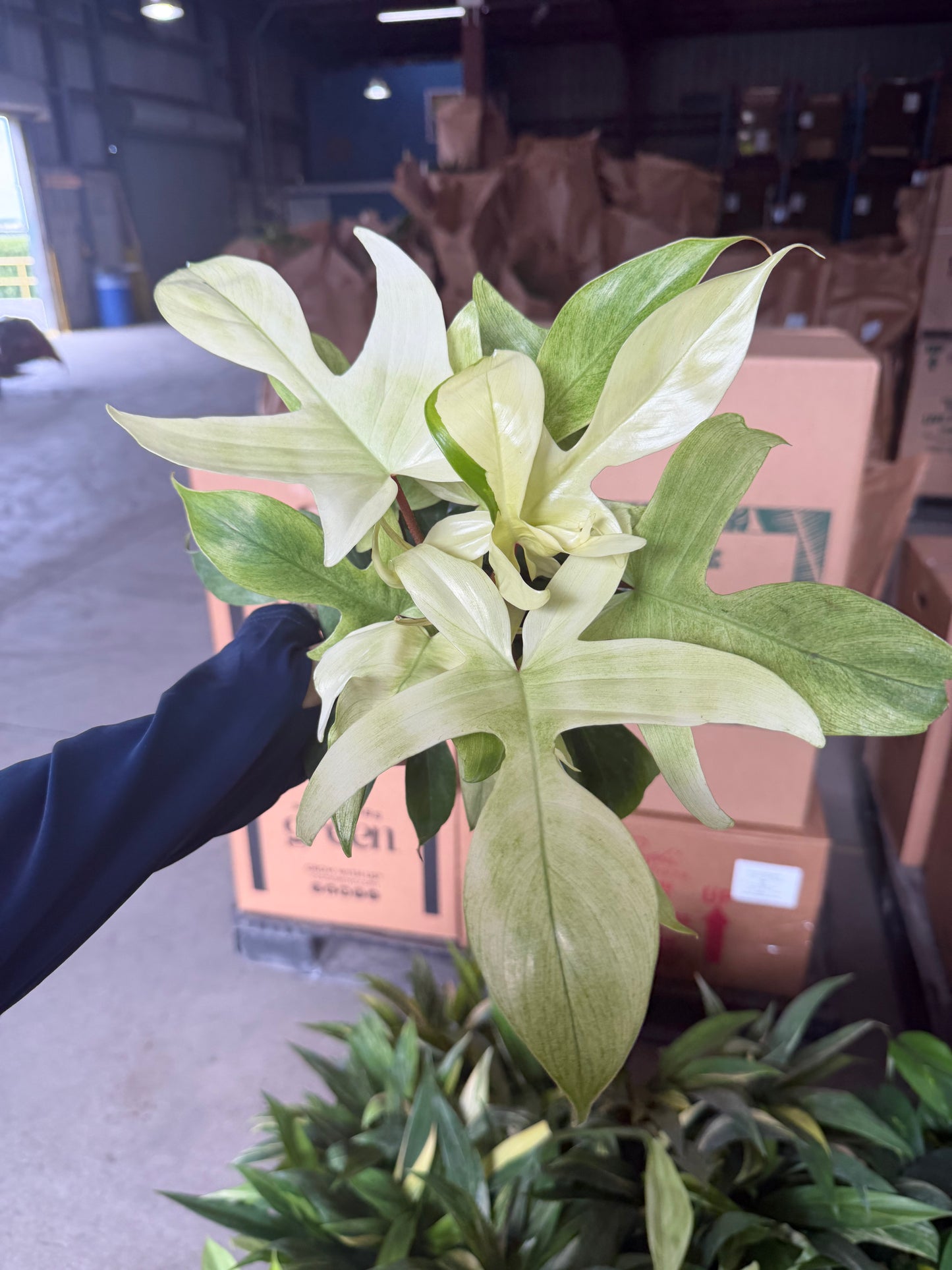 Philodendron Florida Ghost 6”