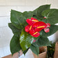 8” Anthurium Red, live plant, indoor plant