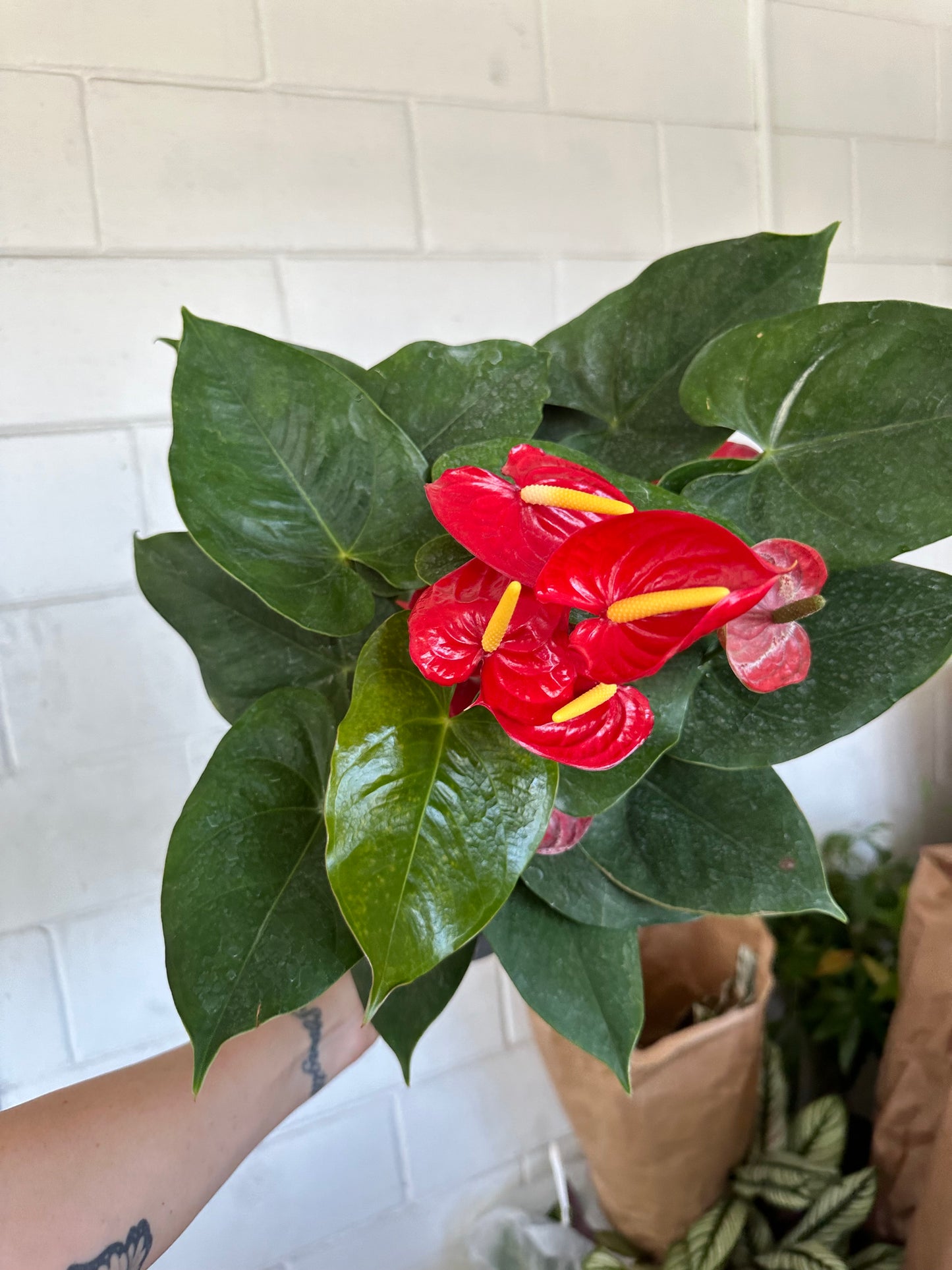 8” Anthurium Red, live plant, indoor plant