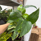 Epipremnum Yellow Flame 6”