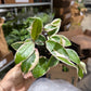 Hoya Karnosa Snowball 4”