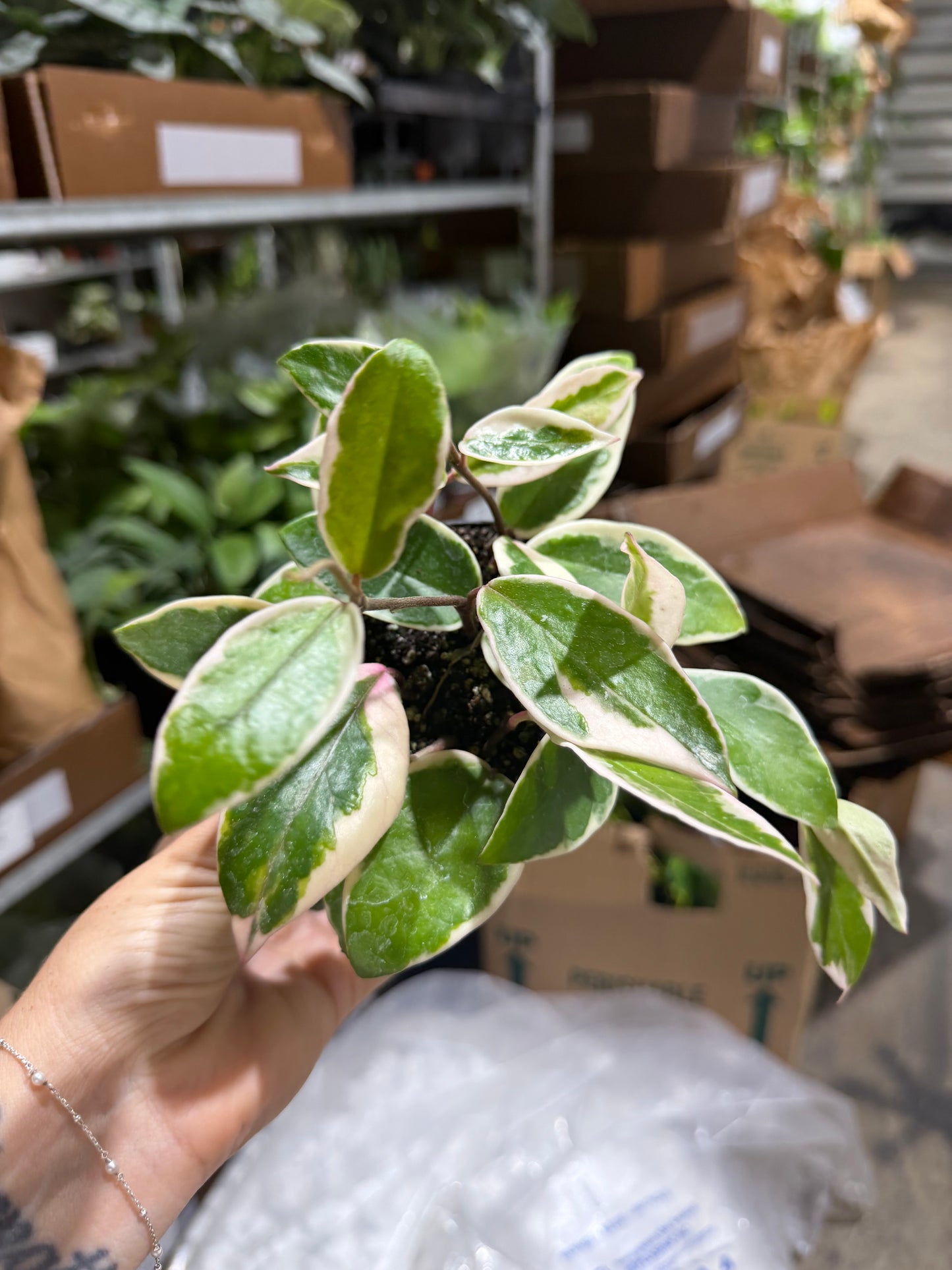 Hoya Karnosa Snowball 4”