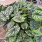 2” Dragon Scale, starter plant