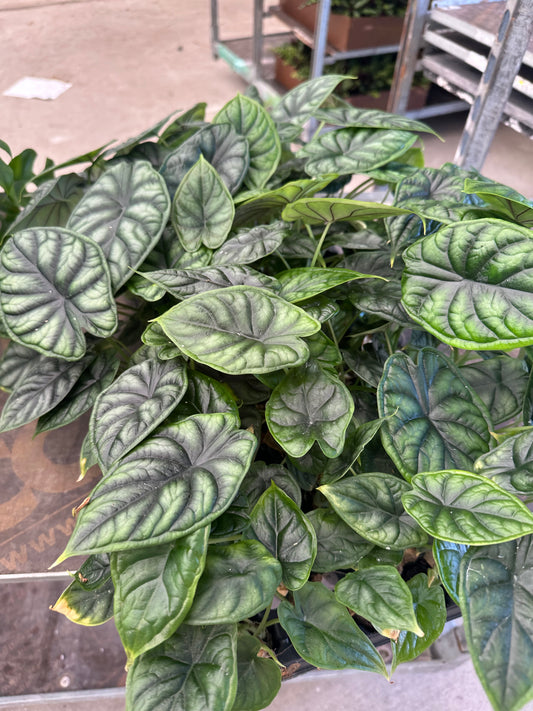 2” Dragon Scale, starter plant