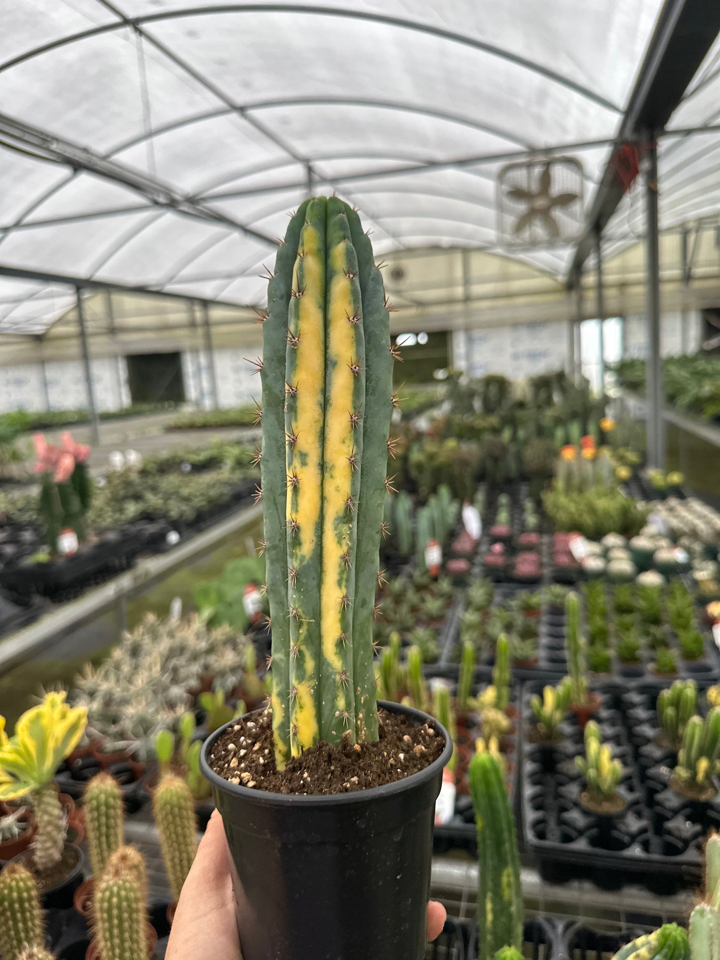 San Pedro Cactus 4”