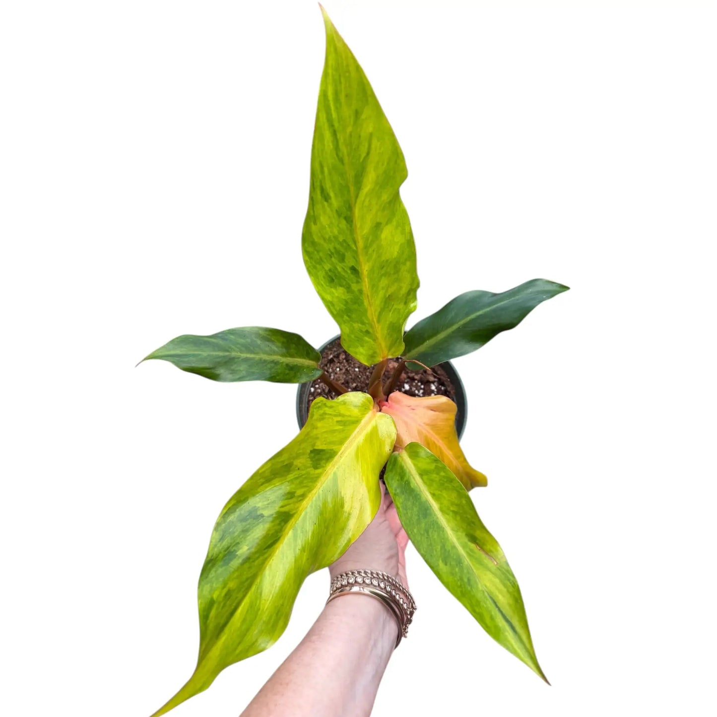 Philodendron Orange Marmalade 6"