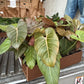Philodendron Summer Glory 6”