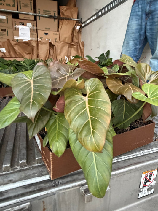 Philodendron Summer Glory 6”