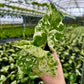 Alocasia Blizzard 4"
