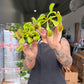 Venus Fly Trap 4”