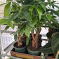 6” Money Tree Harley
