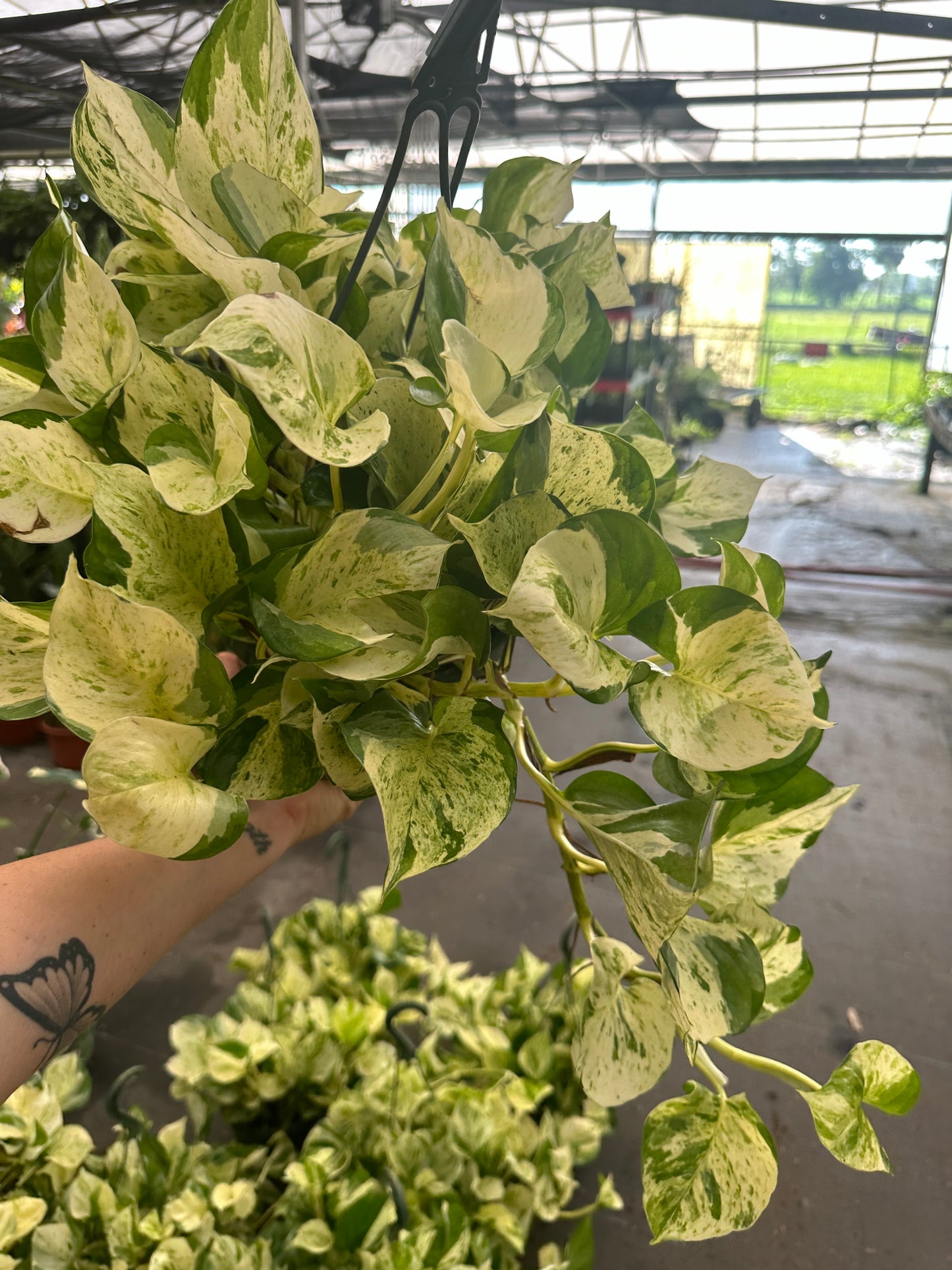 8” Manjula Pothos