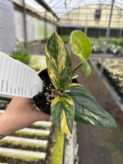 Monstera Peru Variegated 4” - PlantlyAddicted