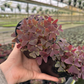 Oxalis Triangularis Purple 4” - PlantlyAddicted