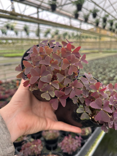 Oxalis Triangularis Purple 4” - PlantlyAddicted