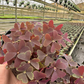 Oxalis Triangularis Purple 4” - PlantlyAddicted